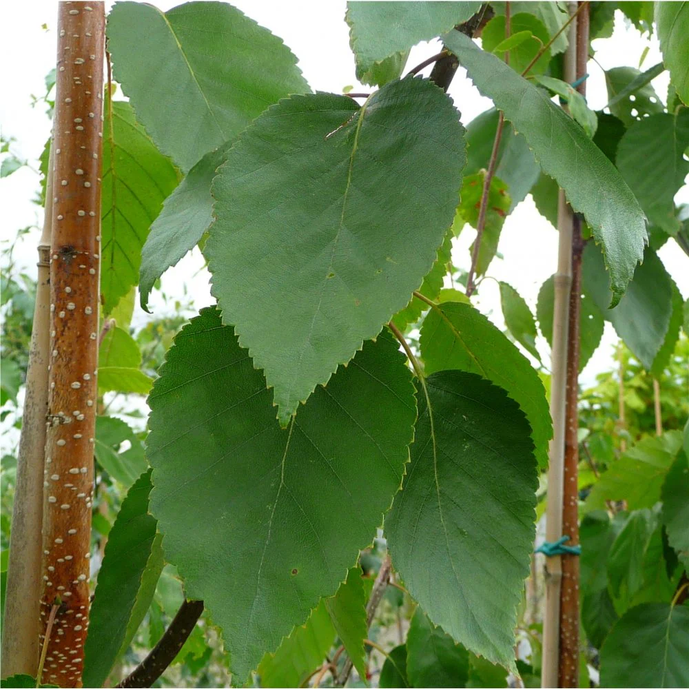 Betula utilis jacquemontii 'Silver Shadow' Tree - Image 3