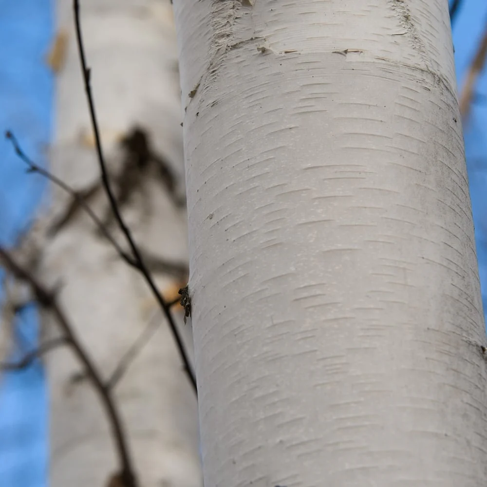 Betula utilis jacquemontii 'Snow Queen' Multi Stem Tree - Image 3