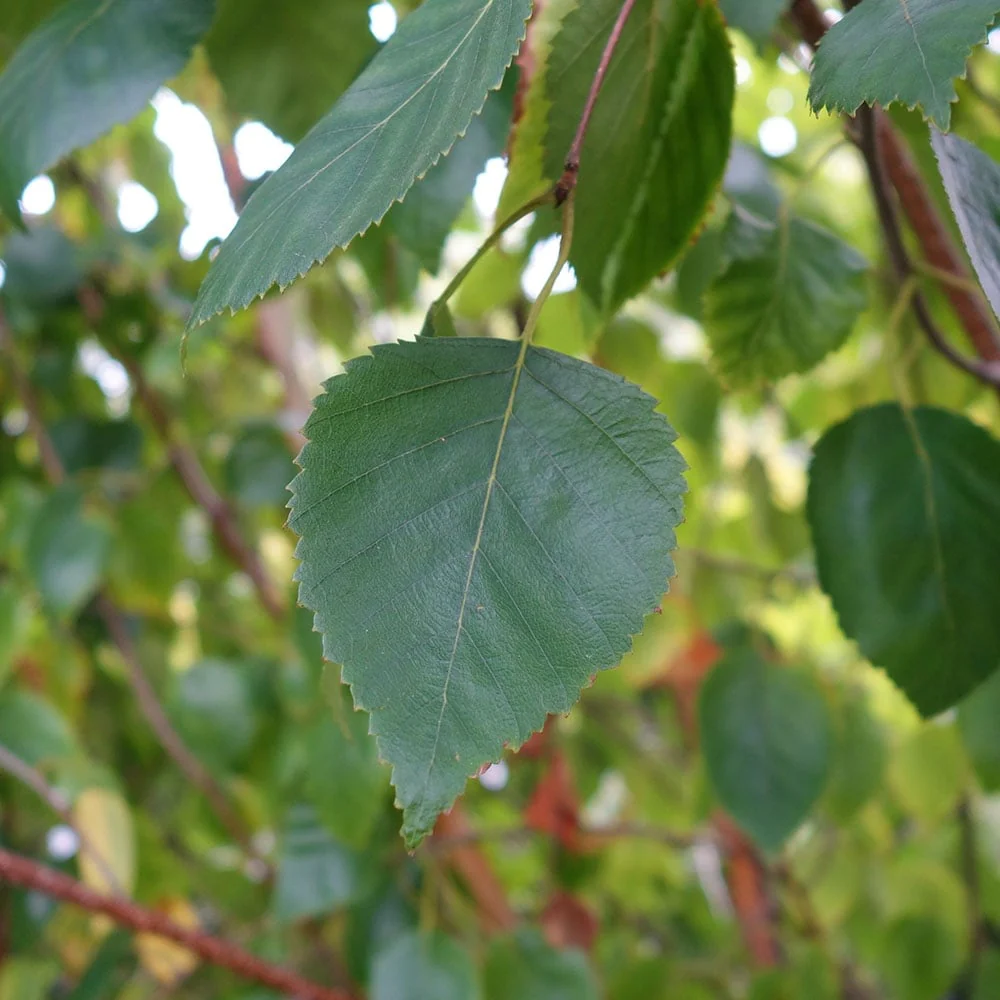 Betula utilis jacquemontii 'Snow Queen' Multi Stem Tree - Image 4