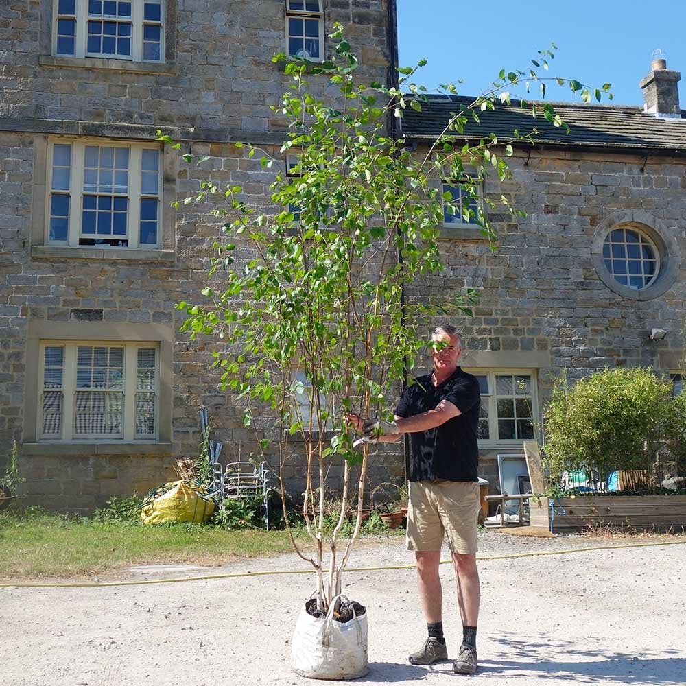 Betula utilis jacquemontii 'Snow Queen' Multi Stem Tree - Image 5