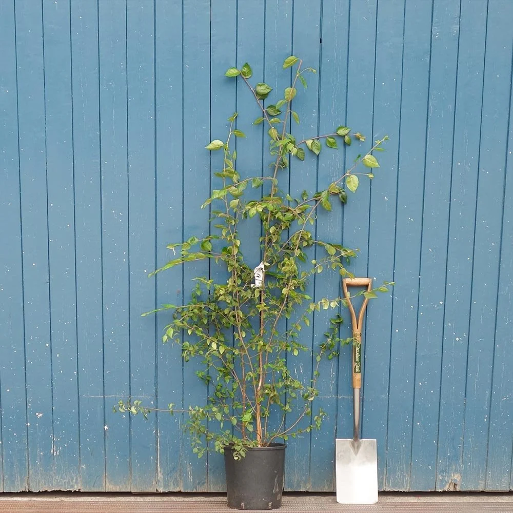 Betula utilis jacquemontii 'Snow Queen' Multi Stem Tree - Image 6