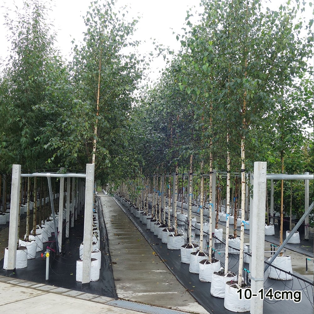 Betula utilis jacquemontii 'Snow Queen' Tree - Image 10