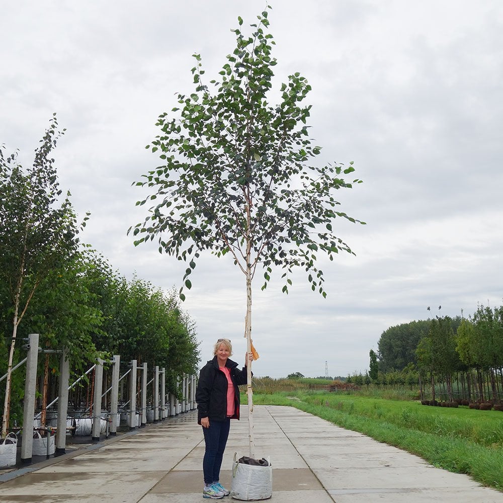 Betula utilis jacquemontii 'Snow Queen' Tree - Image 11
