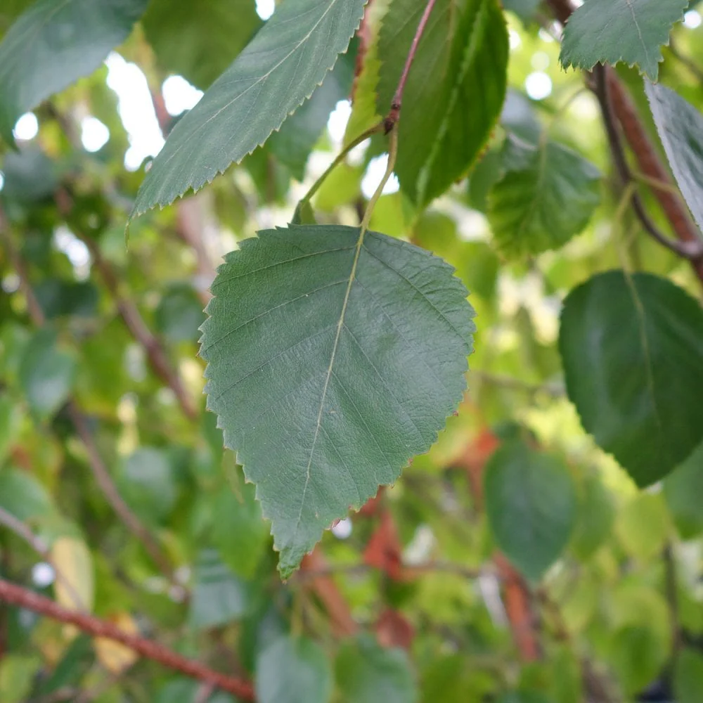 Betula utilis jacquemontii 'Snow Queen' Tree - Image 3