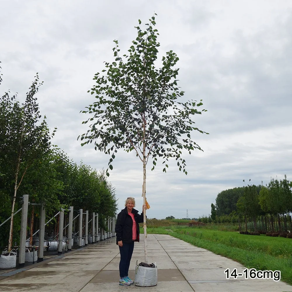 Betula utilis jacquemontii 'Snow Queen' Tree - Image 5