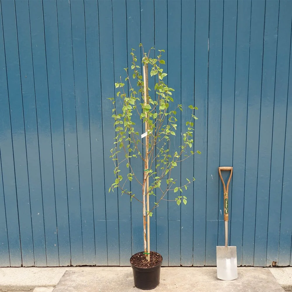 Betula utilis jacquemontii 'Snow Queen' Tree - Image 6