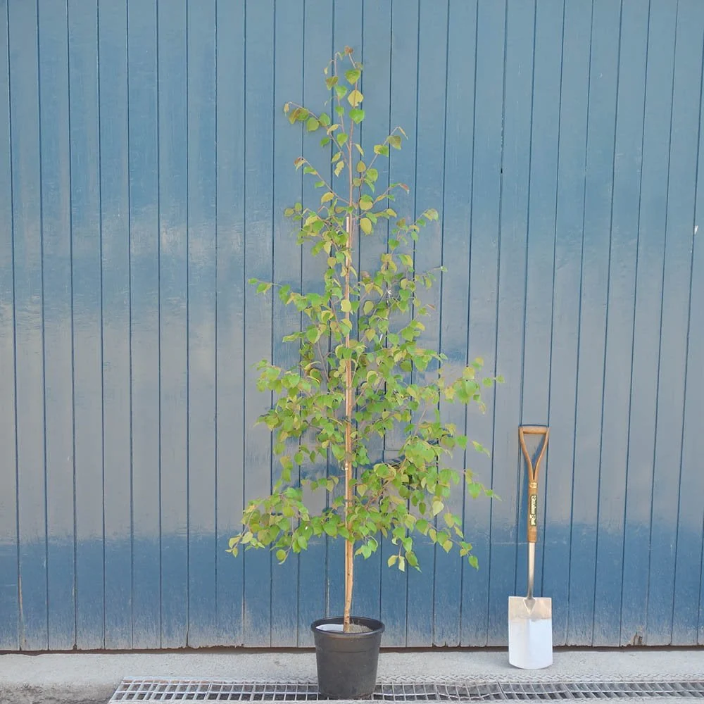 Betula utilis jacquemontii 'Snow Queen' Tree - Image 7