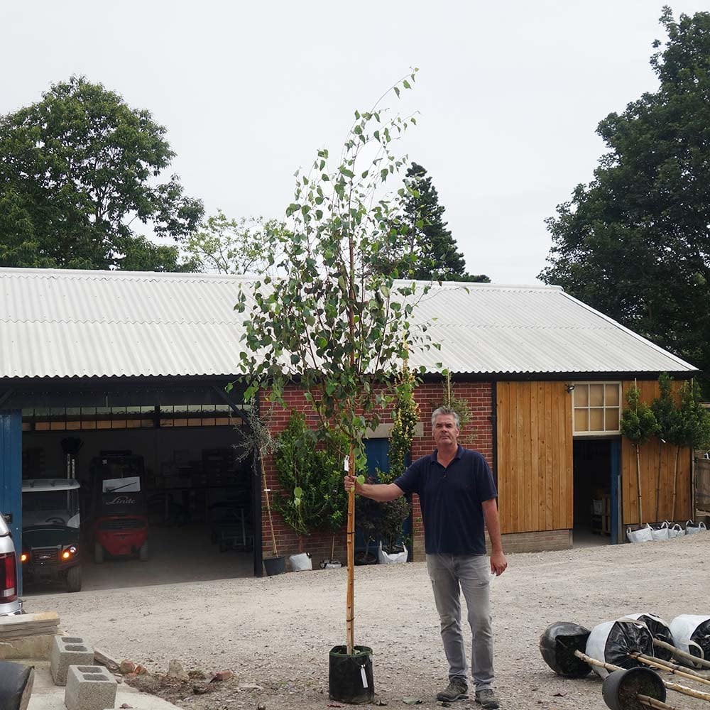 Betula utilis jacquemontii 'Snow Queen' Tree - Image 8