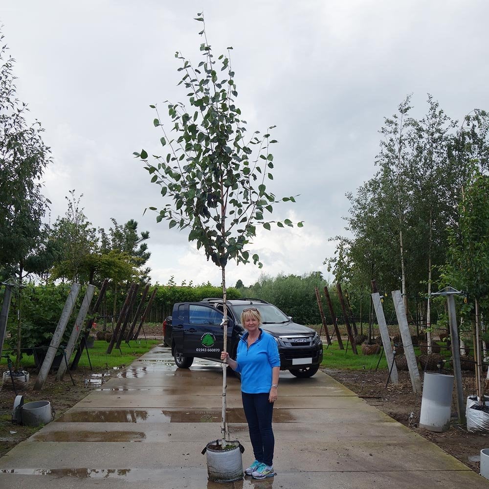 Betula utilis jacquemontii 'Snow Queen' Tree - Image 9