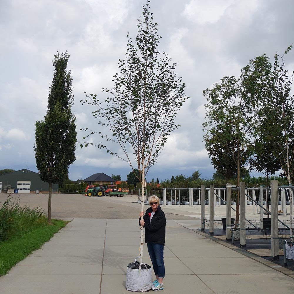 Betula utilis jacquemontii Tree - Image 10