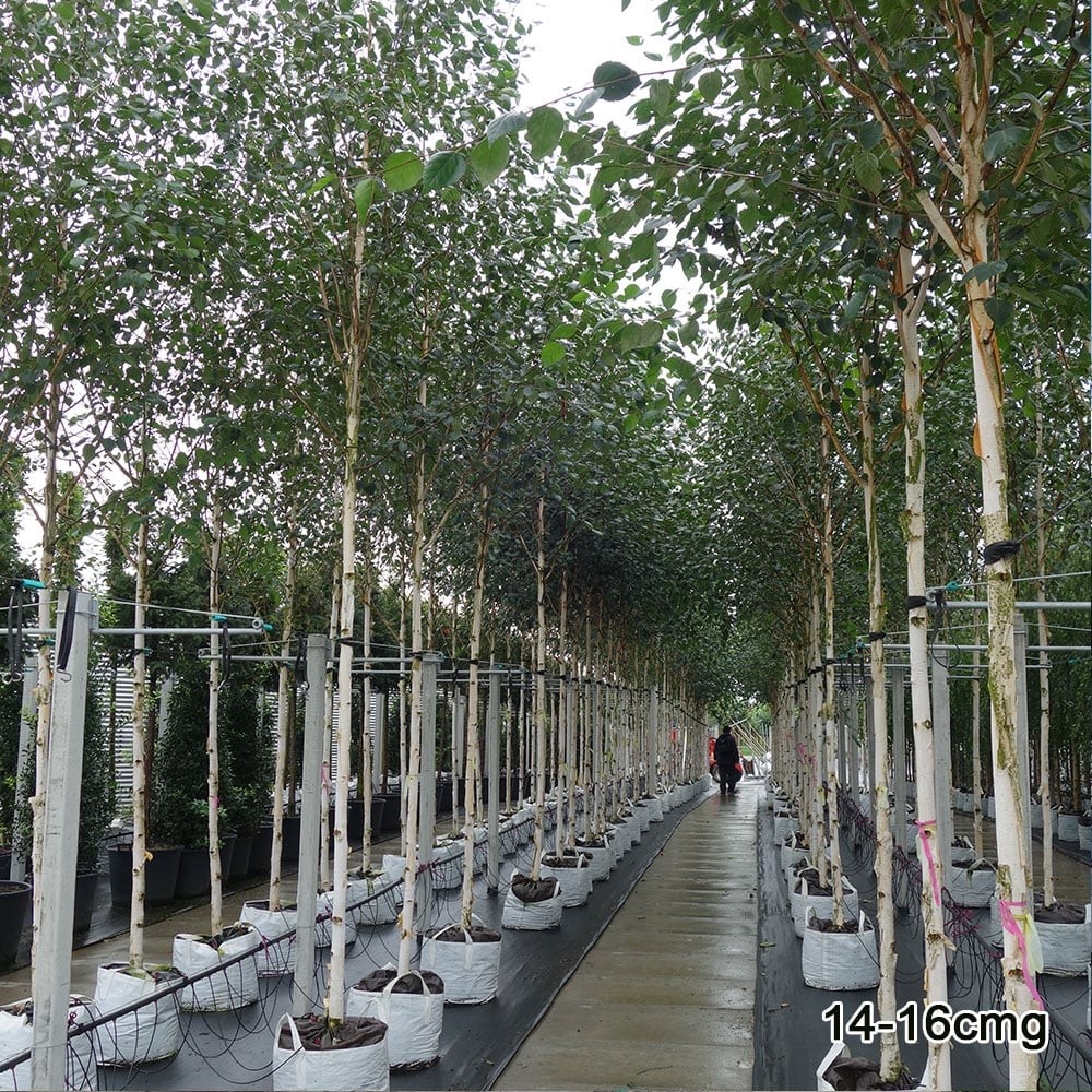 Betula utilis jacquemontii Tree - Image 11