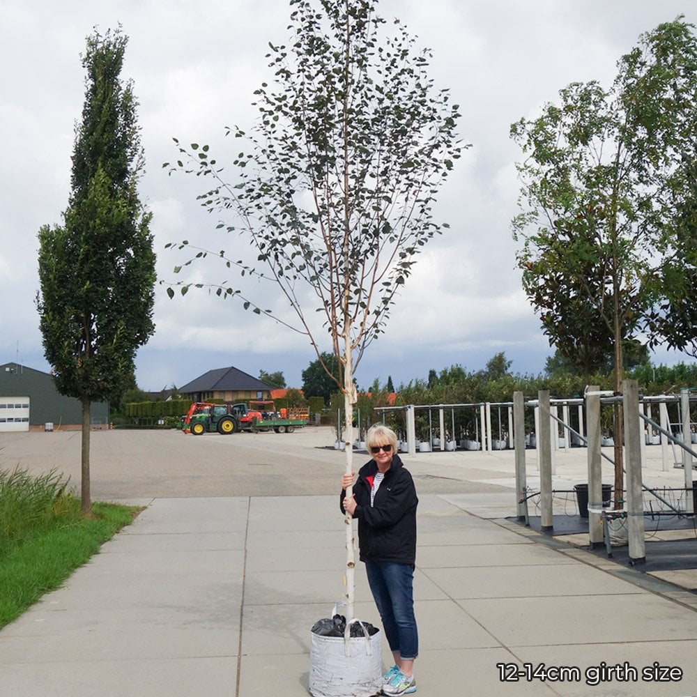 Betula utilis jacquemontii Tree - Image 4