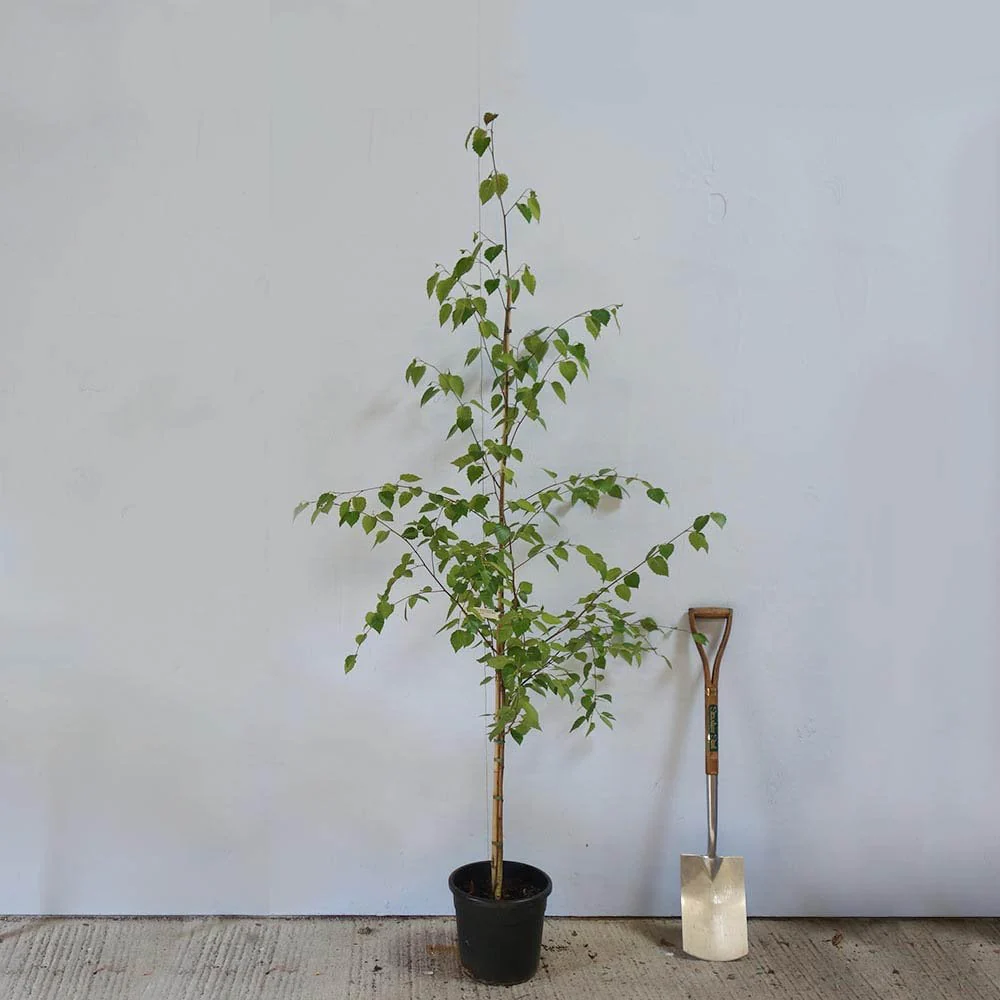 Betula utilis jacquemontii Tree - Image 5