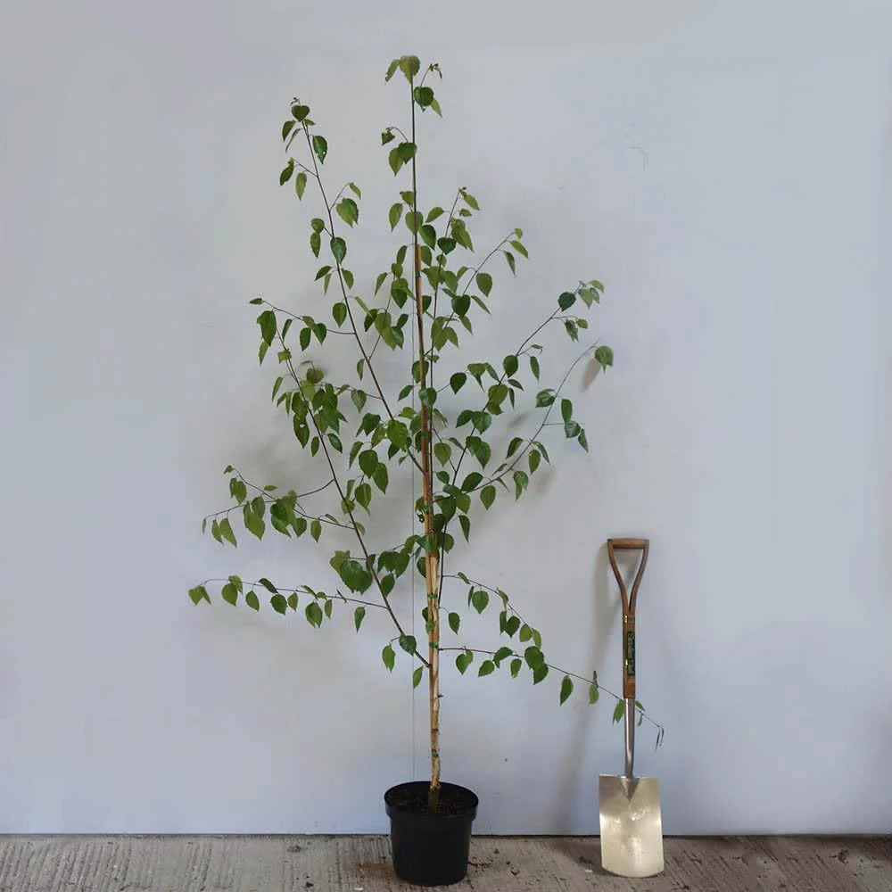 Betula utilis jacquemontii Tree - Image 6