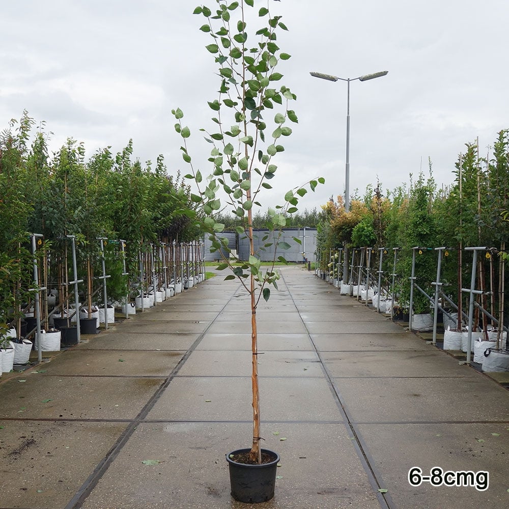 Betula utilis jacquemontii Tree - Image 7