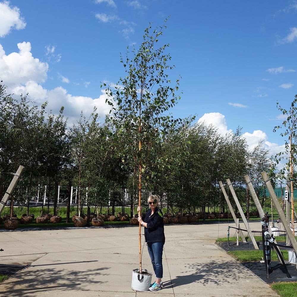 Betula utilis jacquemontii Tree - Image 8