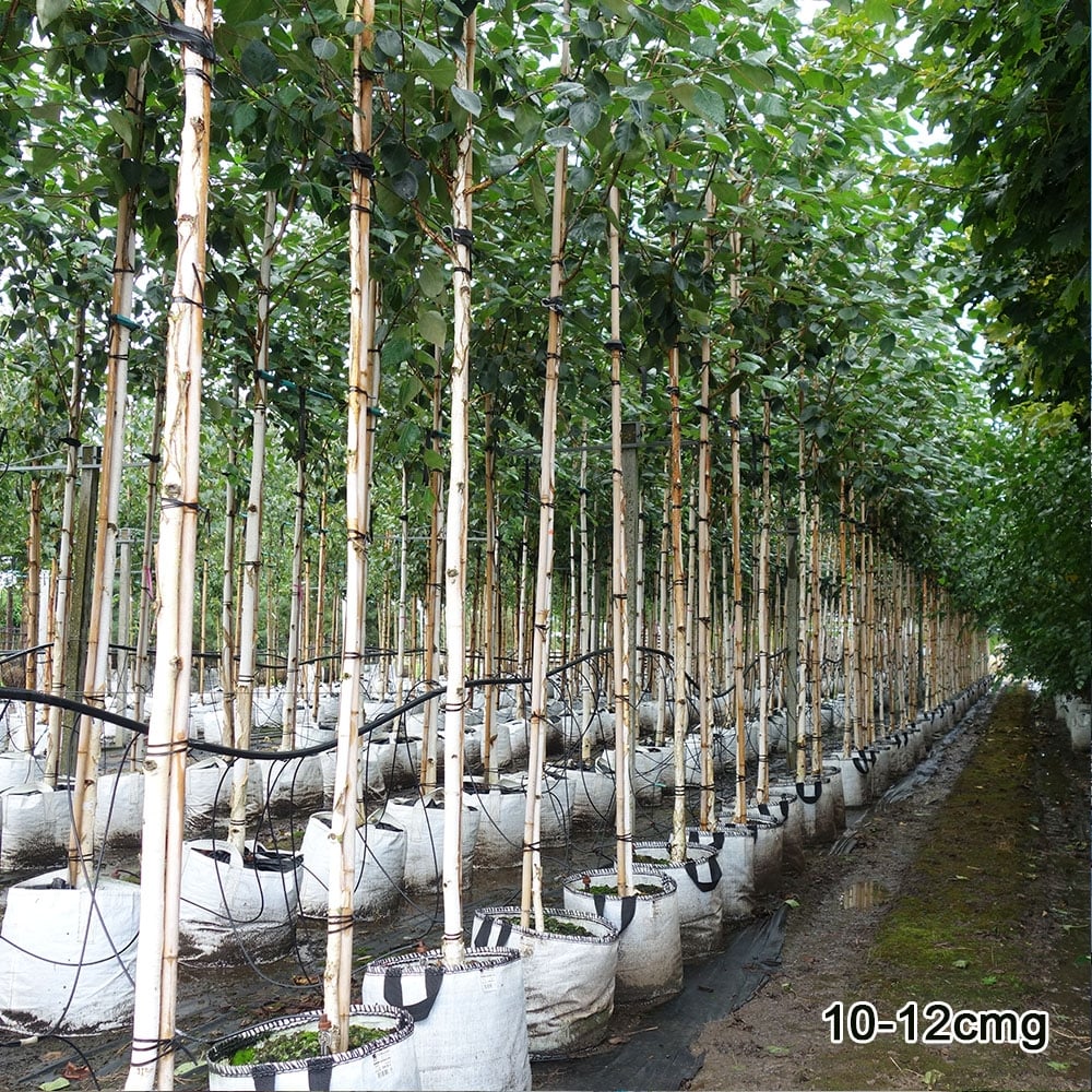 Betula utilis jacquemontii Tree - Image 9