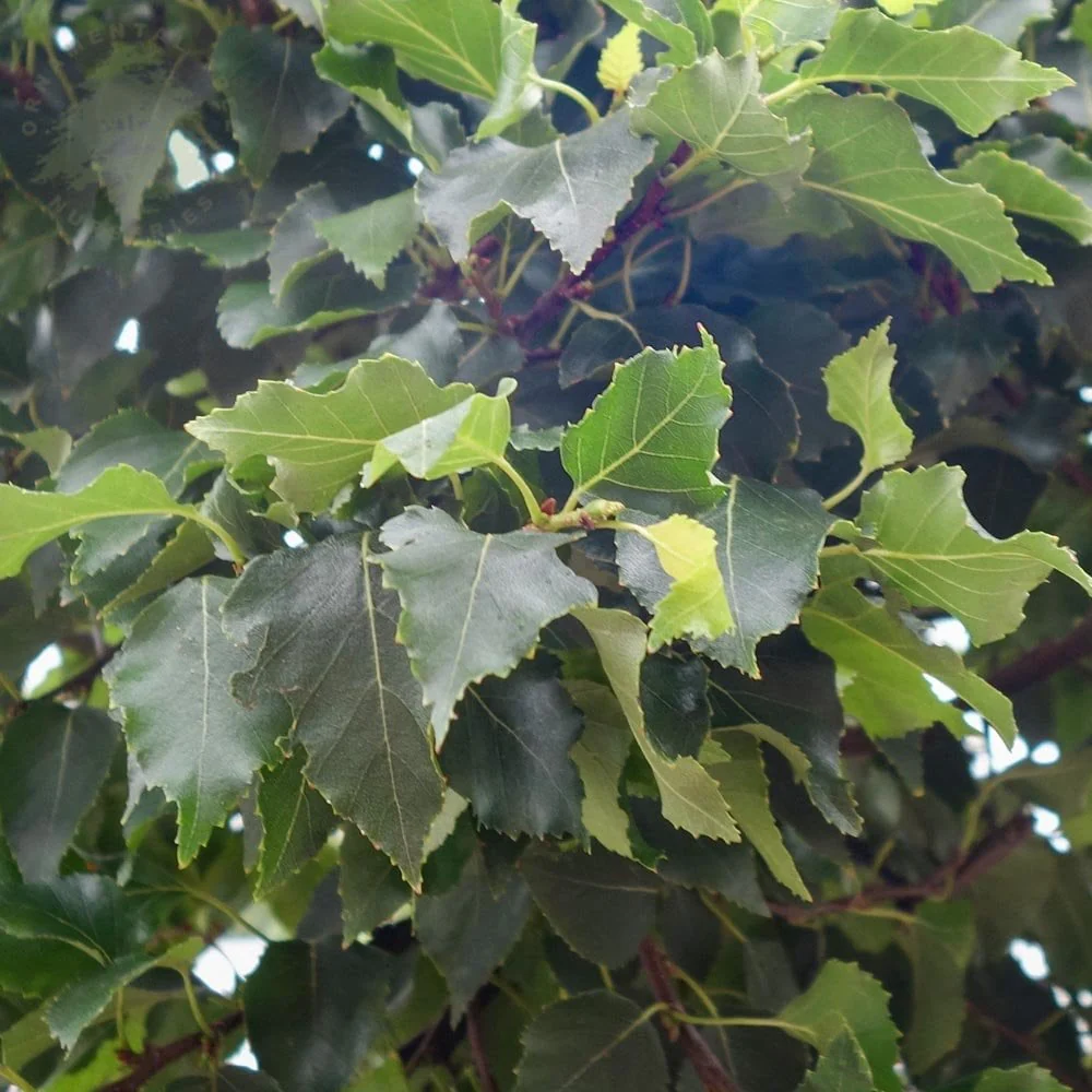 Betula utilis 'Magical Globe' Tree - Image 3