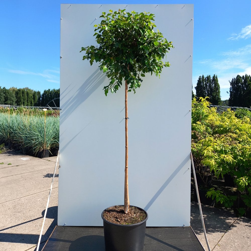 Betula utilis 'Magical Globe' Tree - Image 4