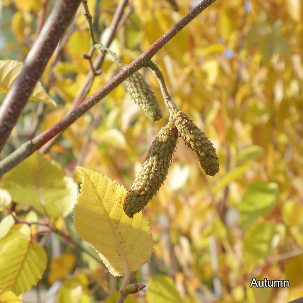 Betula utilis 'Nepalese Orange' Tree - Image 2
