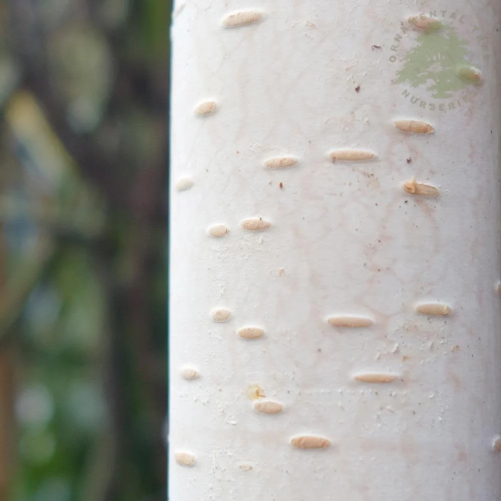 Betula utilis 'Whiteness' Tree