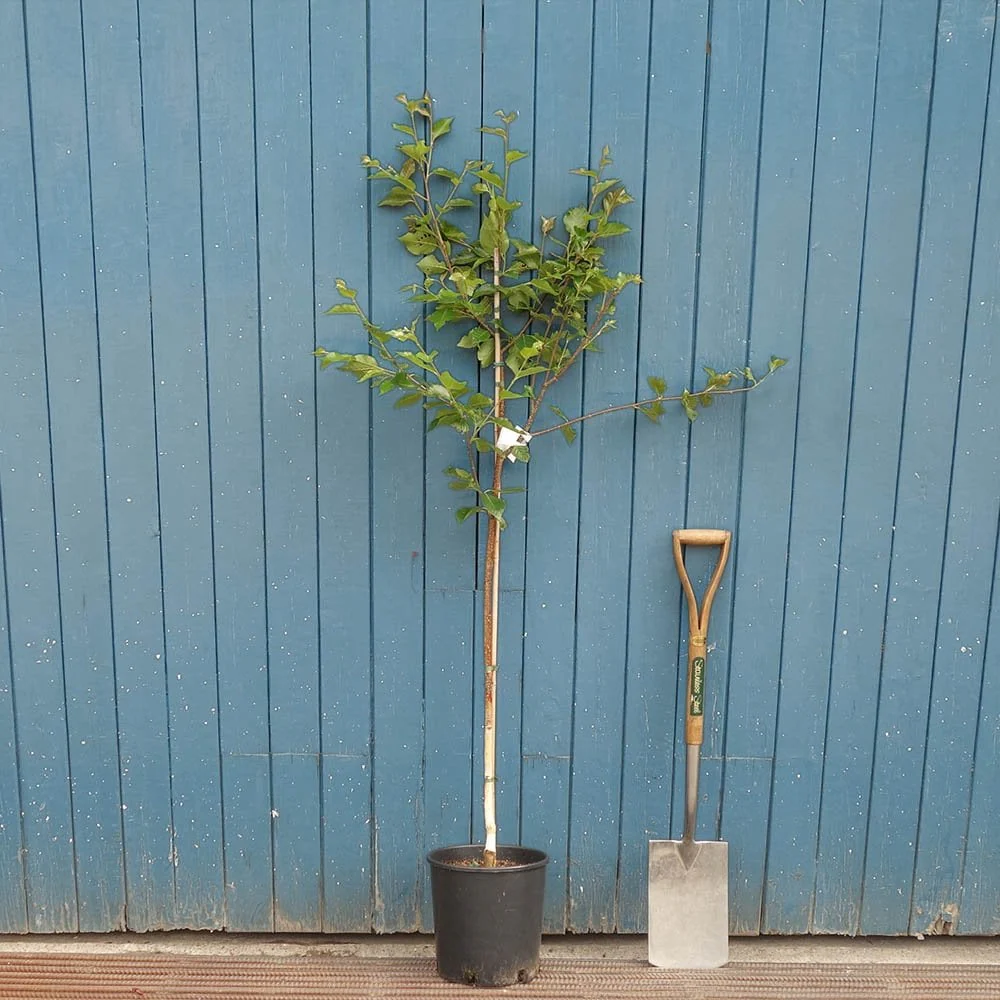 Betula utilis 'Whiteness' Tree - Image 2