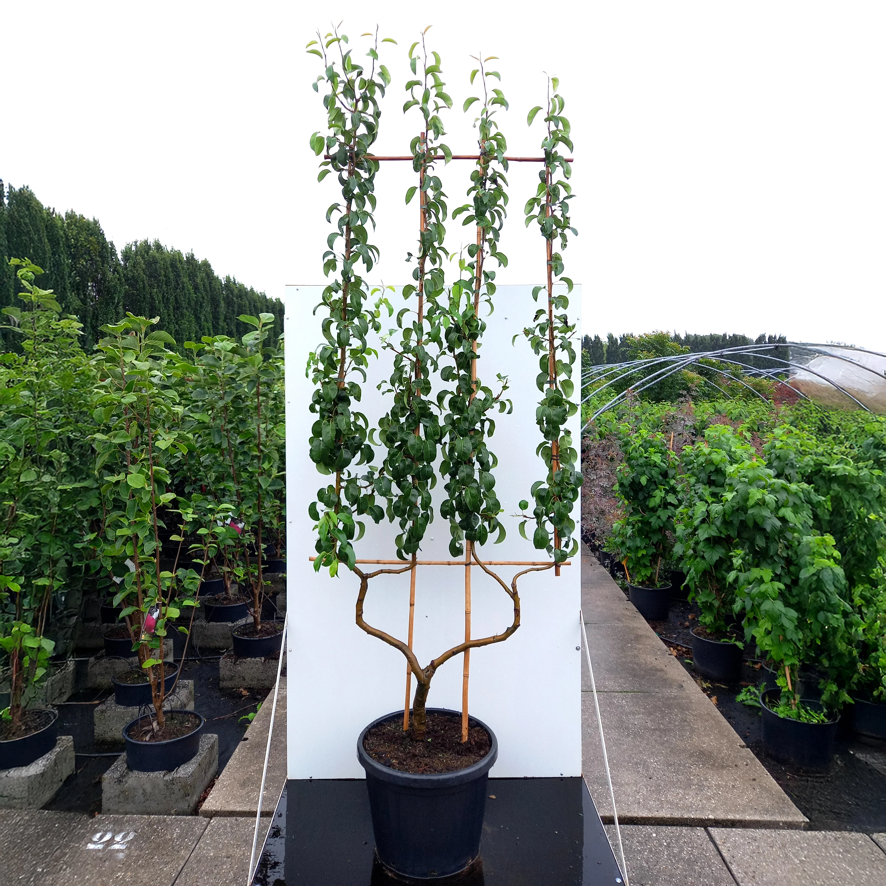Beurre Hardy Pear Tree - Image 3