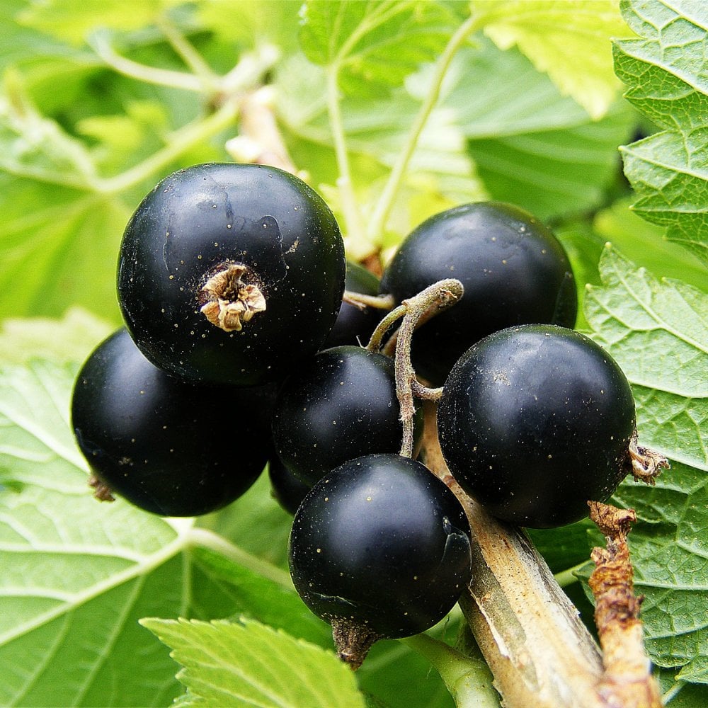 Big Ben Blackcurrant Bush