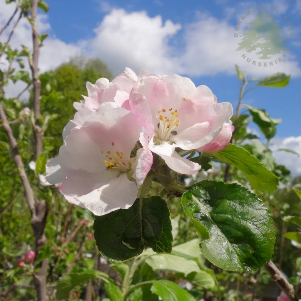 Blenheim Orange Apple Tree - Image 3