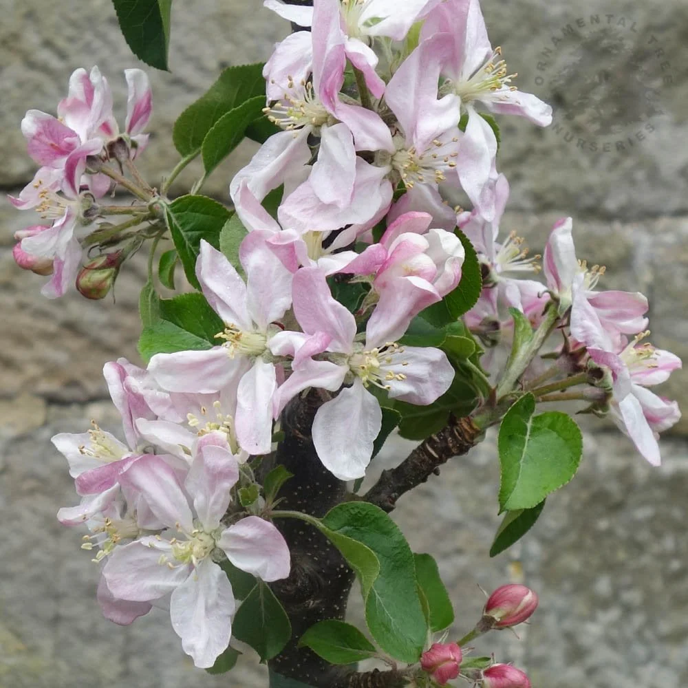 Blue Moon Columnar Apple Tree - Image 3