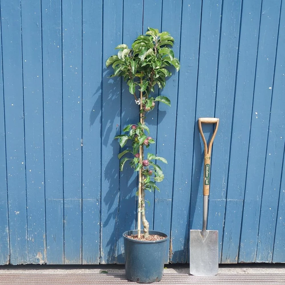 Blue Moon Columnar Apple Tree - Image 5