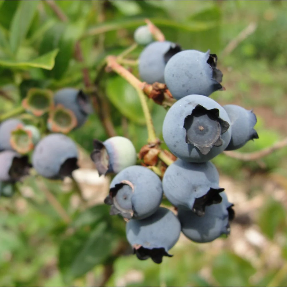 Bluecrop Blueberry Bush