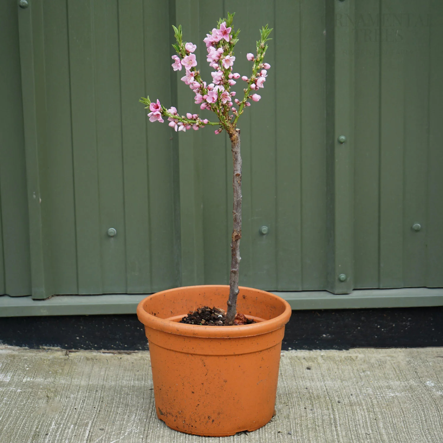 Peach 'Bonanza' - Image 2