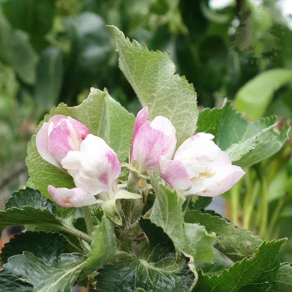Bramley 20 Apple Tree - Image 3
