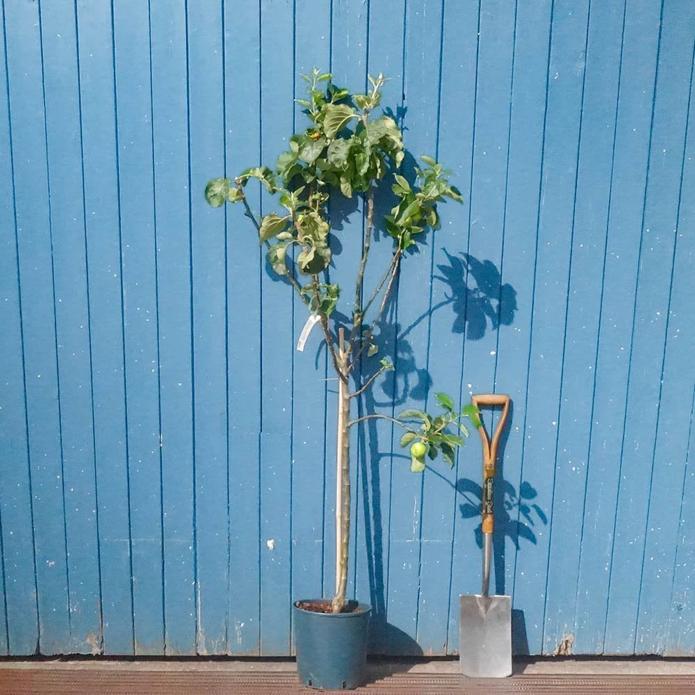 Bramley Seedling Apple Tree - Image 3
