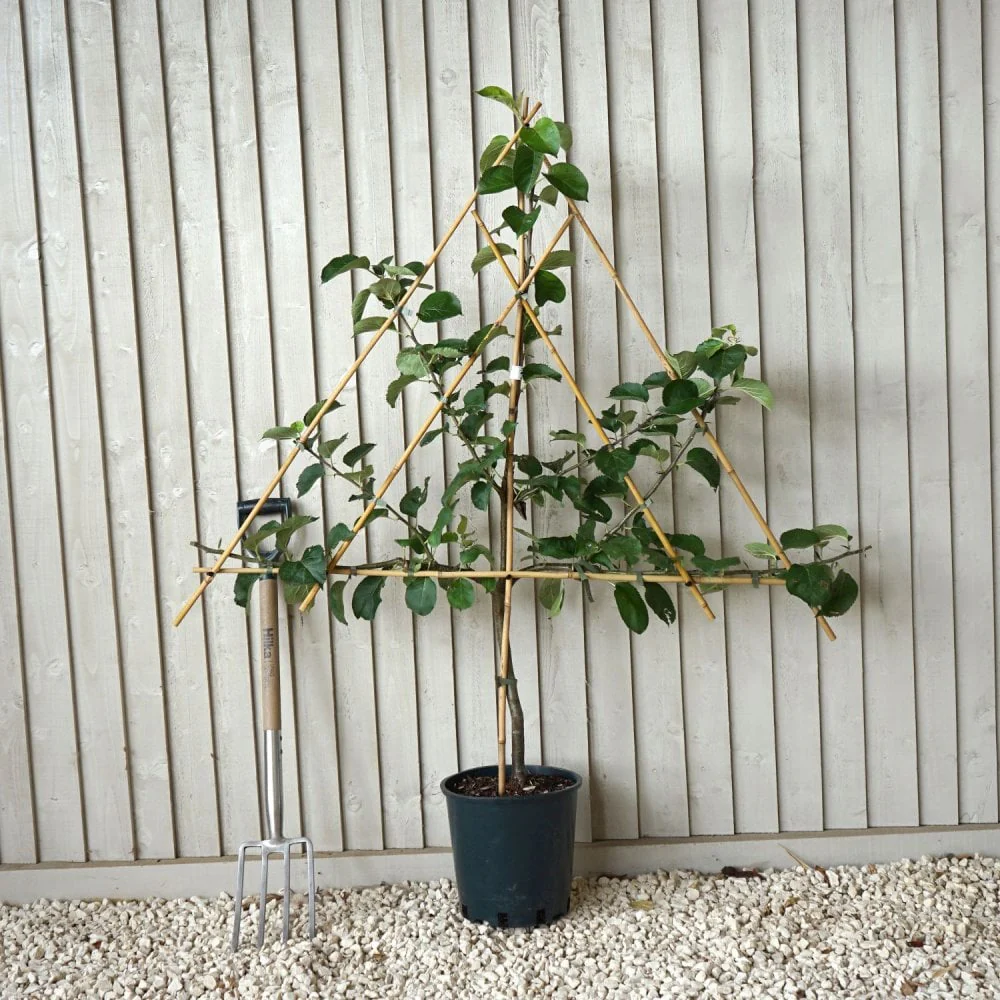 Bramley Seedling Apple Tree - Image 4
