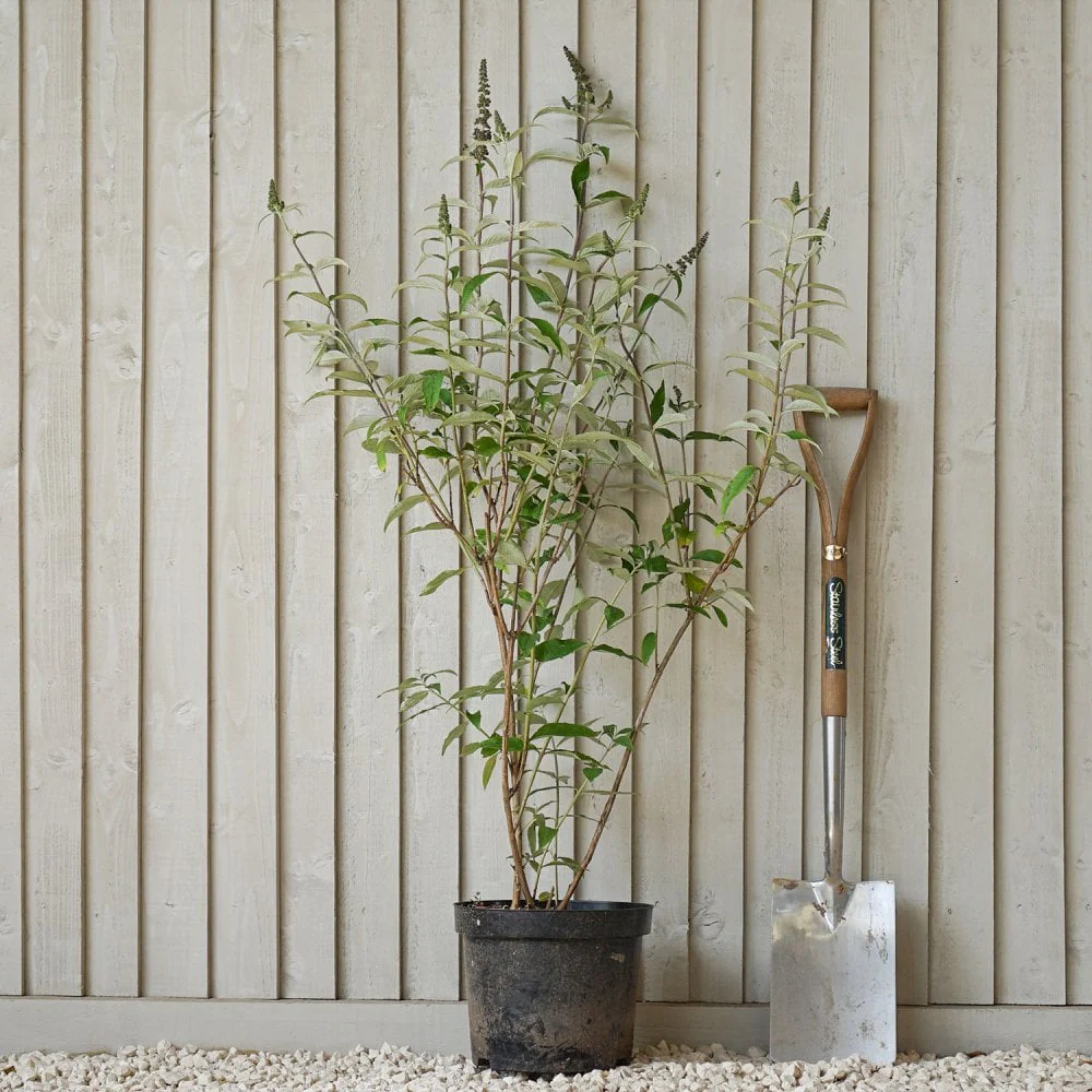 Buddleja davidii 'Black Knight' Shrub - Image 4