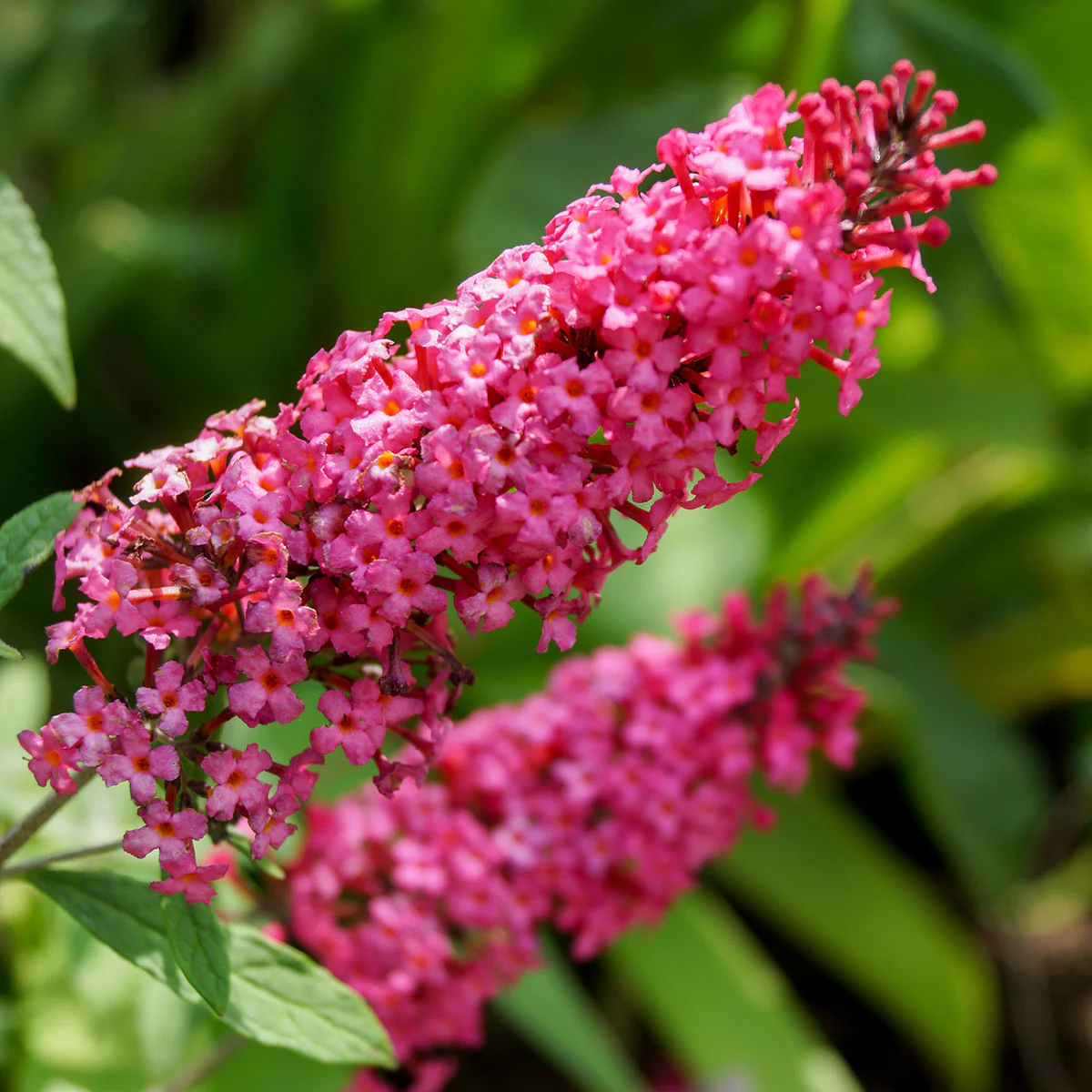 Buddleja davidii 'Prince Charming' Shrub