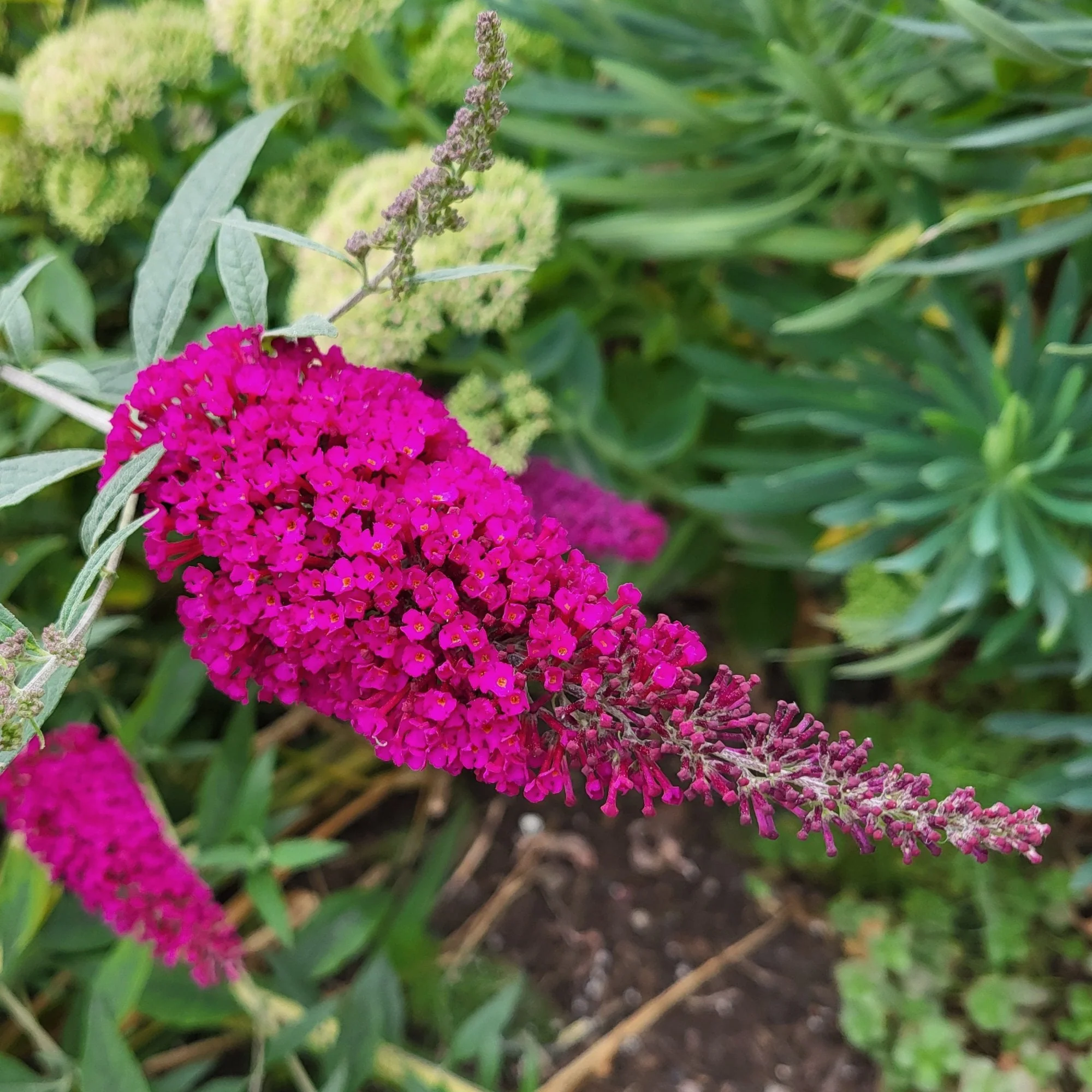 Buddleja 'Royal Red' Shrub - Image 2