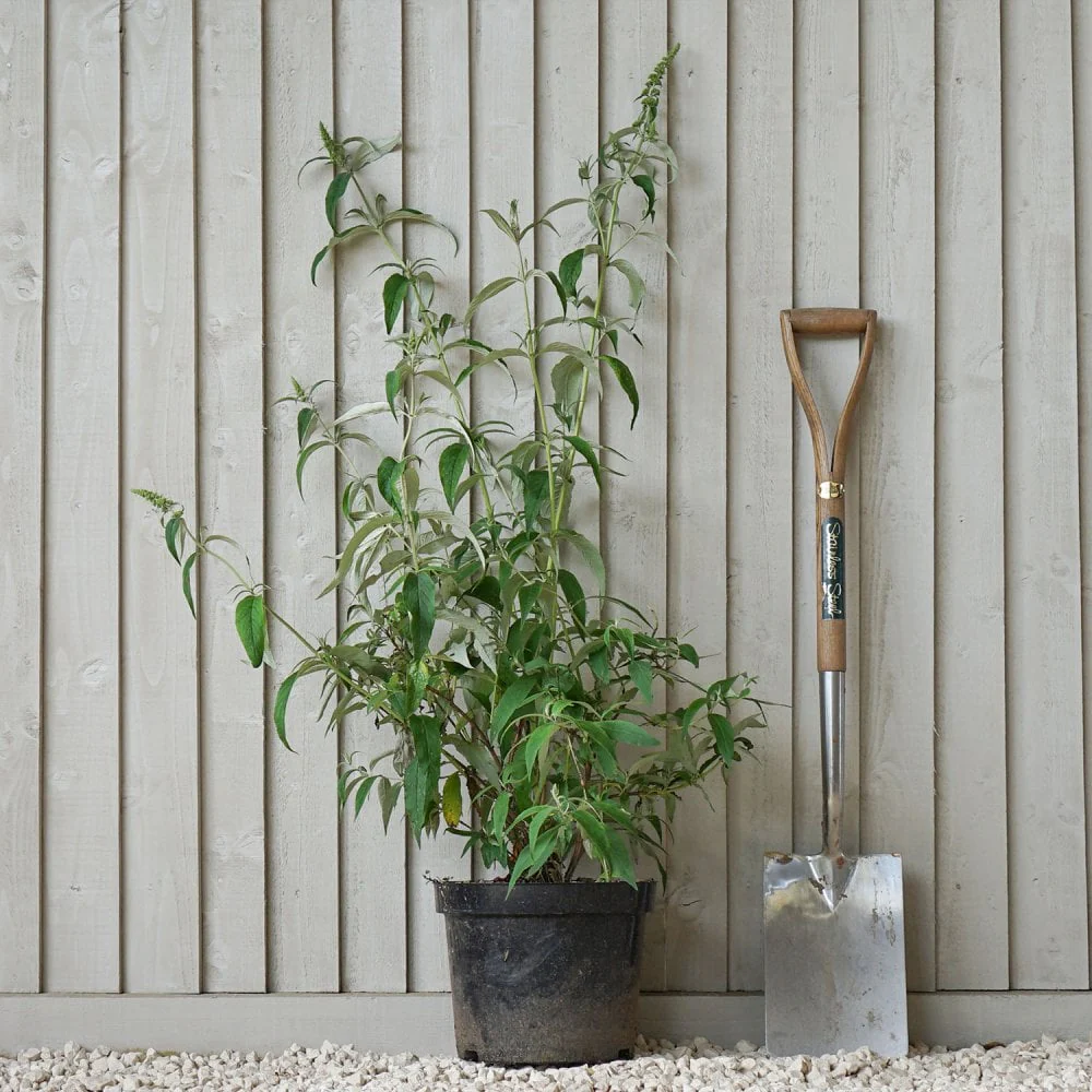 Buddleja davidii 'White Profusion' Shrub - Image 3