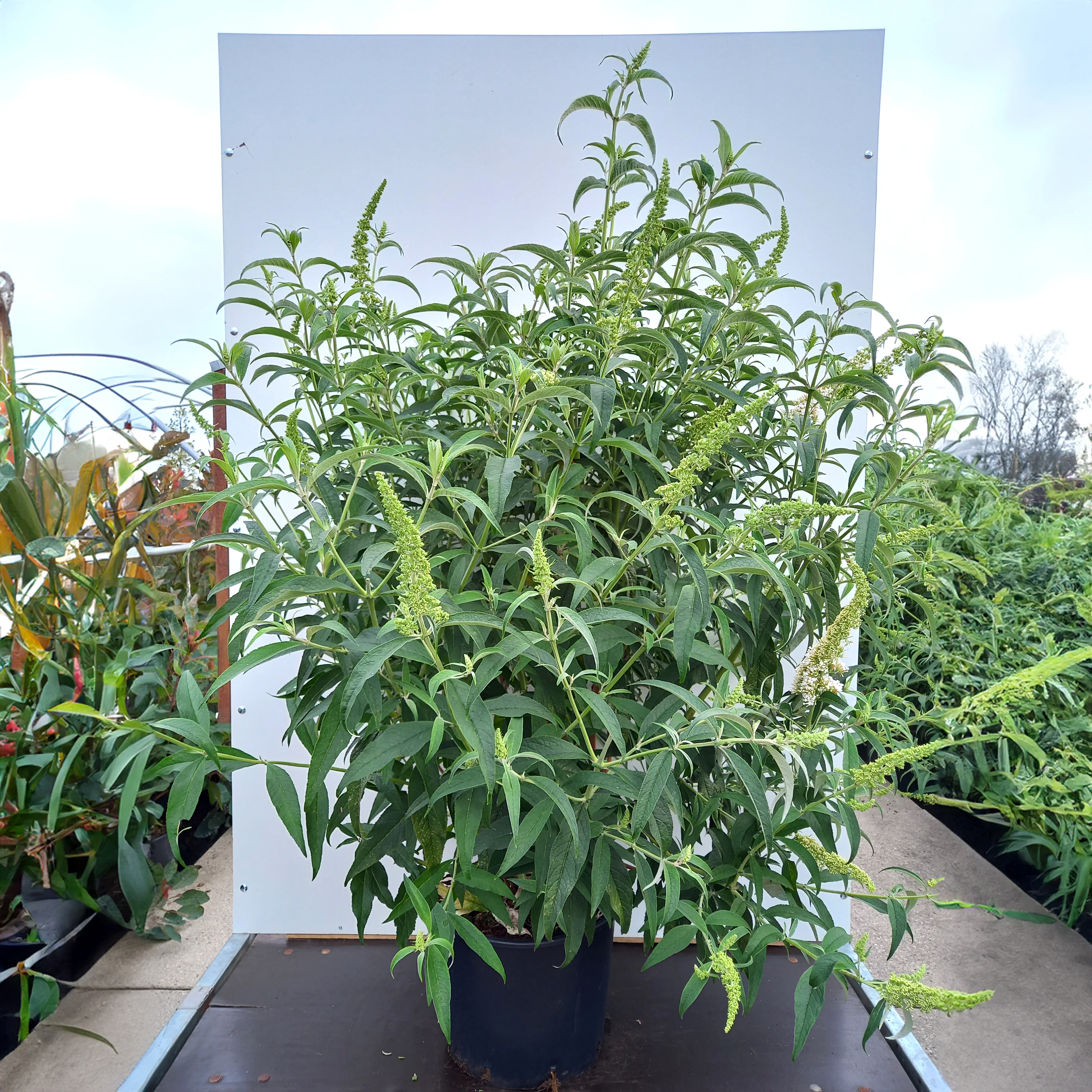 Buddleja davidii 'White Profusion' Shrub - Image 4