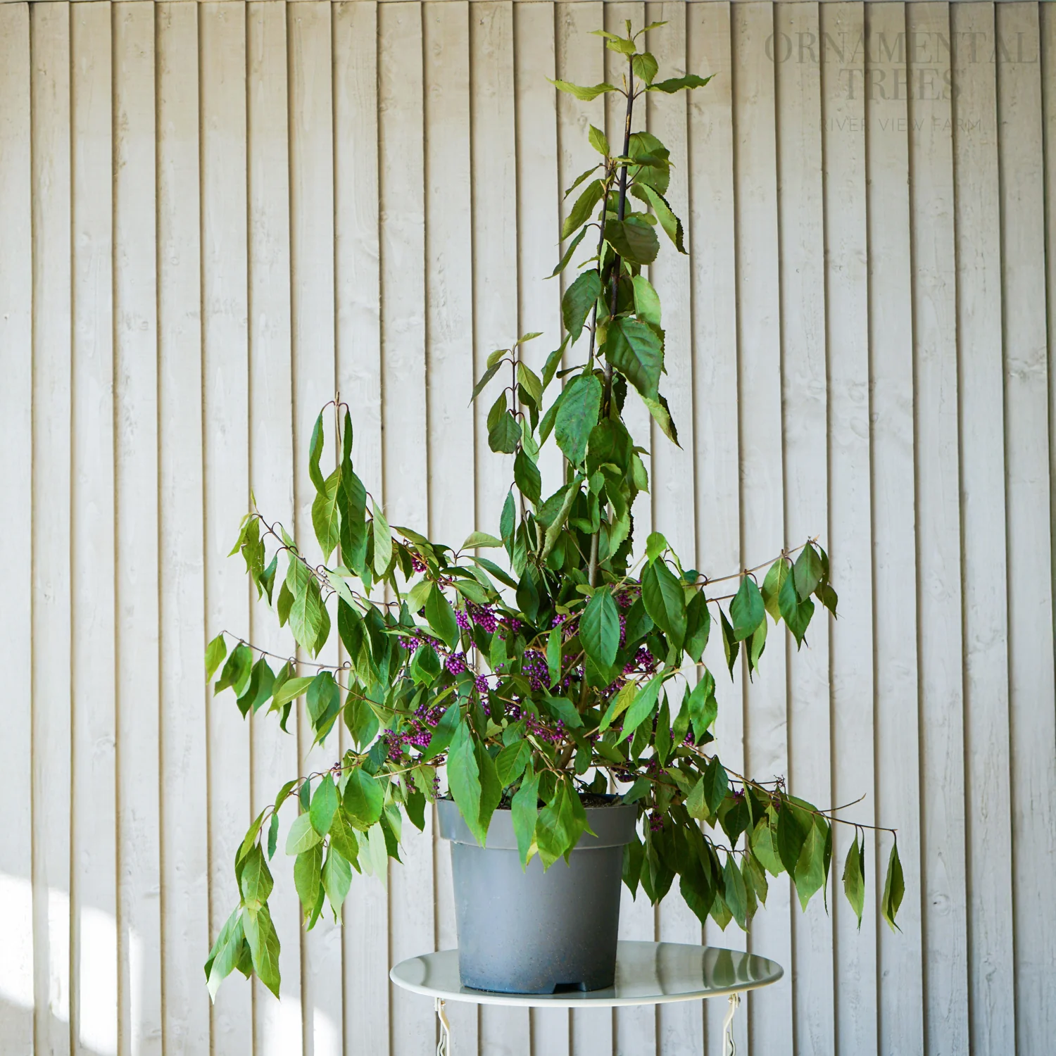 Callicarpa bodinieri var. giraldii 'Profusion' Shrub - Image 3