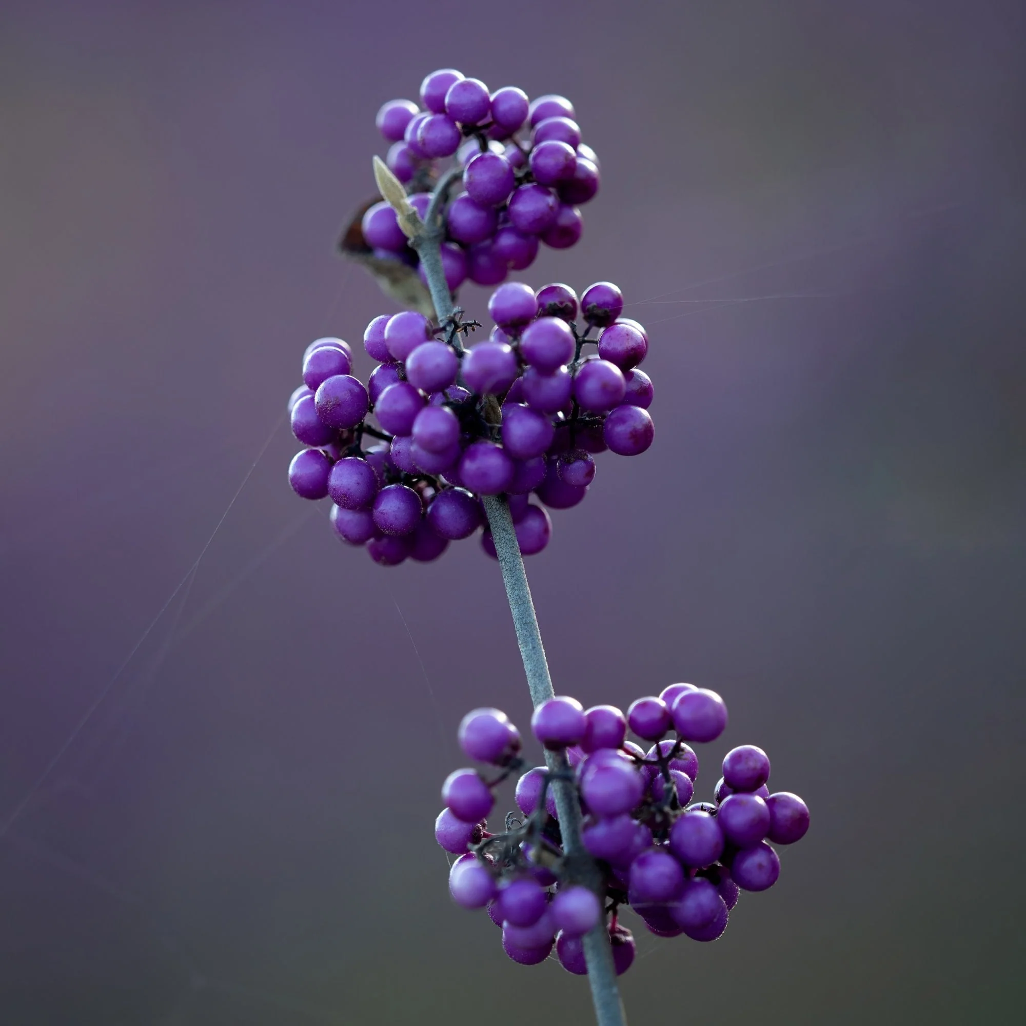 Callicarpa bodinieri var. giraldii 'Profusion' Shrub - Image 4