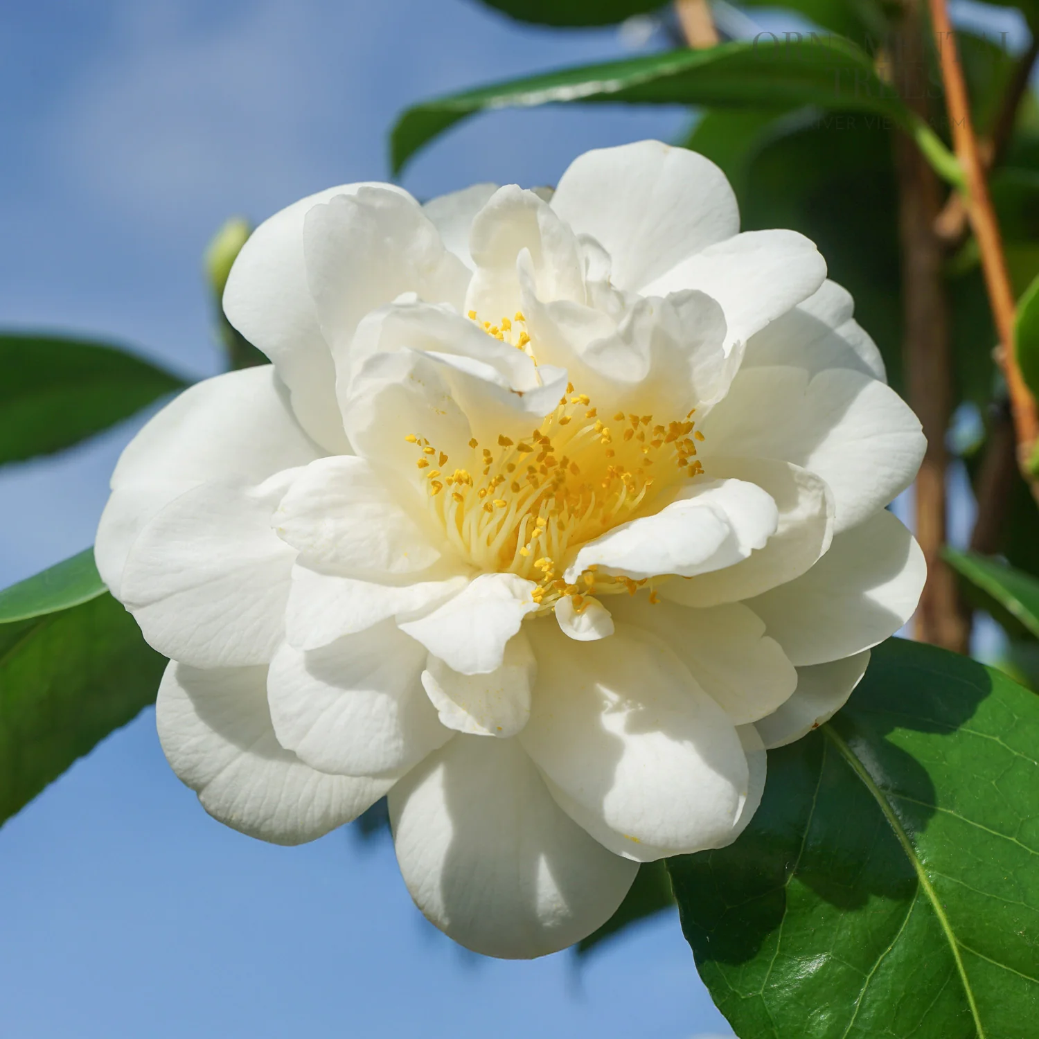 Camellia 'Silver Anniversary' Shrub