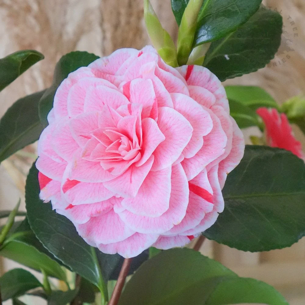 Camellia japonica 'Bonomiana' Shrub