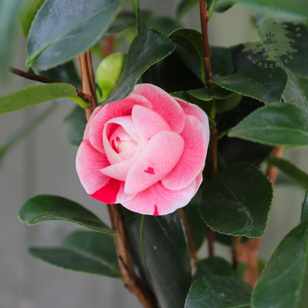 Camellia japonica 'Bonomiana' Shrub - Image 2