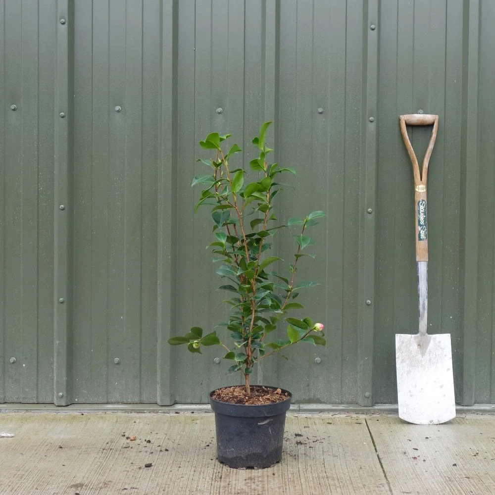 Camellia japonica 'Bonomiana' Shrub - Image 3