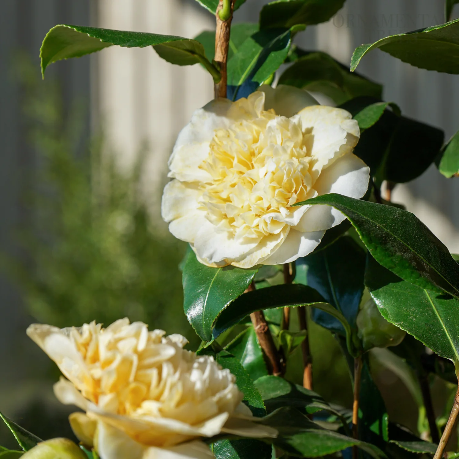 Camellia japonica 'Brushfields Yellow' Shrub - Image 3