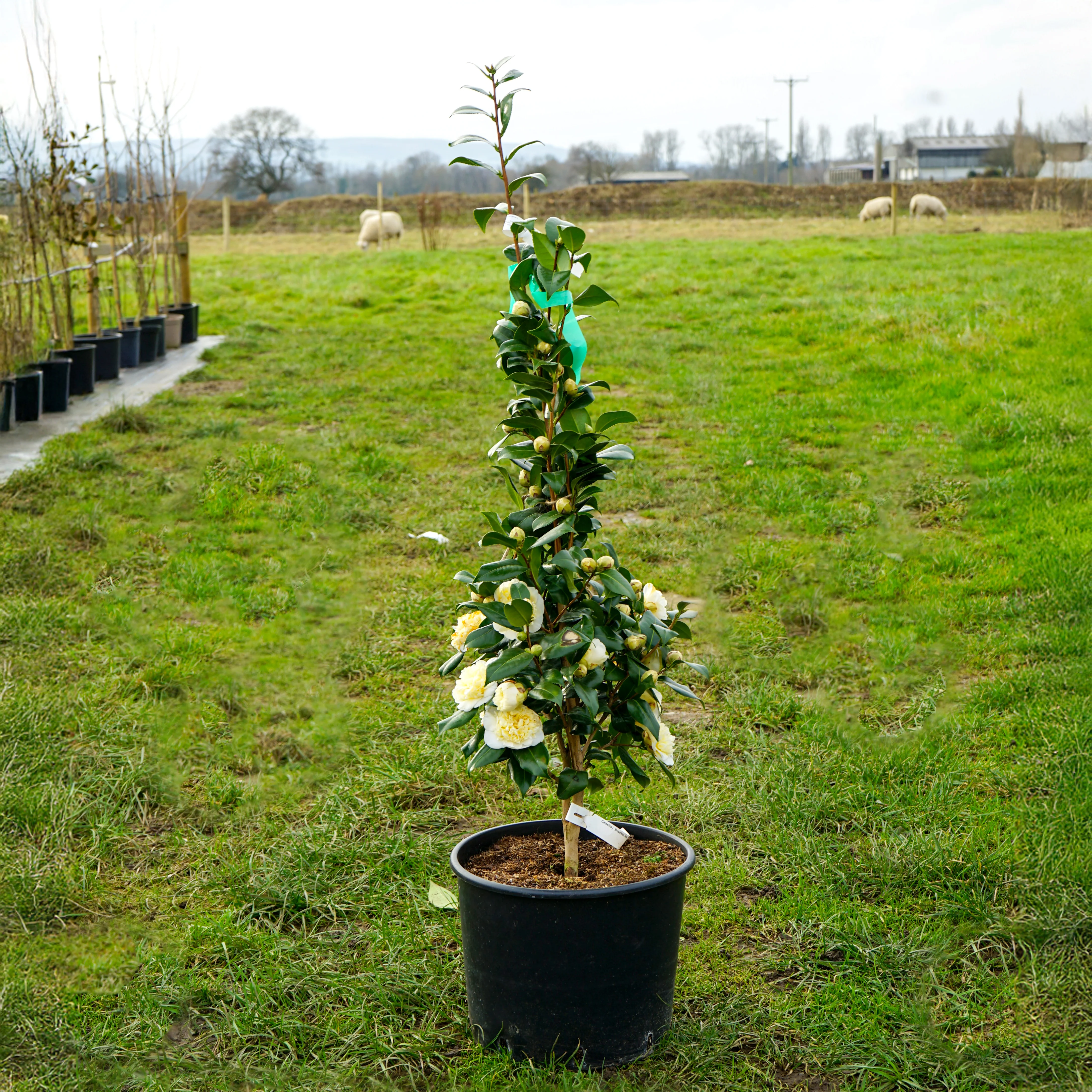 Camellia japonica 'Brushfields Yellow' Shrub - Image 4