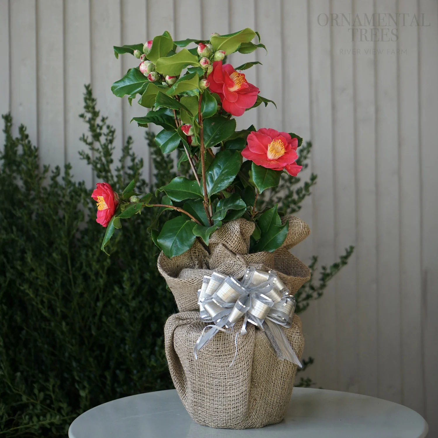 Camellia japonica 'Dr King' - Image 3